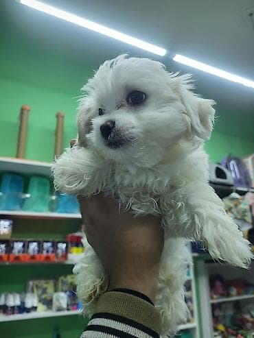 Akvarium aksessuar və ləvazimatları: Malta bolonka, 2 ay, Dişi, Pulsuz çatdırılma — 3