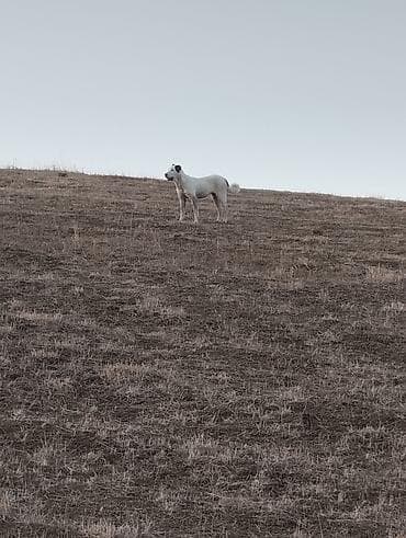 Alabay, 1 il, Dişi, Peyvəndli, Ünvandan götürmə