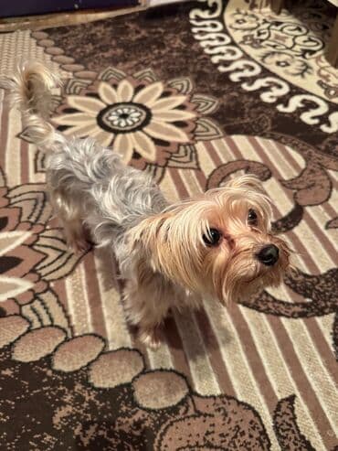 it az: Yorkşir teryer — 3