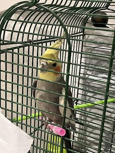 Nimfa (Cockatiel) – ev quşu Adını diyir fit calır Adı koko - Növ lalafo.az -da Nimfa (Cockatiel) – ev quşu Adını diyir fit calır Adı koko - Növ