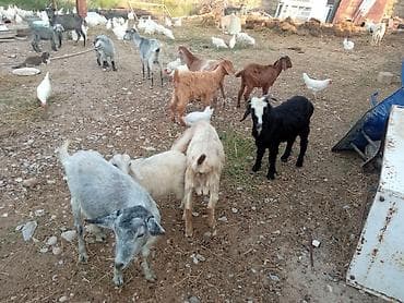 heyvan bazari baki: Dişi, il: 1, 25 kq, Damazlıq, Ödənişli çatdırılma — 8