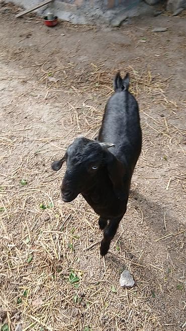 alpin keçi: Razlaşma yolila Xüsusiyyətlər: - Uzun sallanan qulaqlar, geniş alın — 5