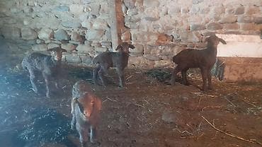 guzu: Məhsul: Qoyunlar və quzular Təsvir: - Təsərrüfatda saxlanılan ana — 1