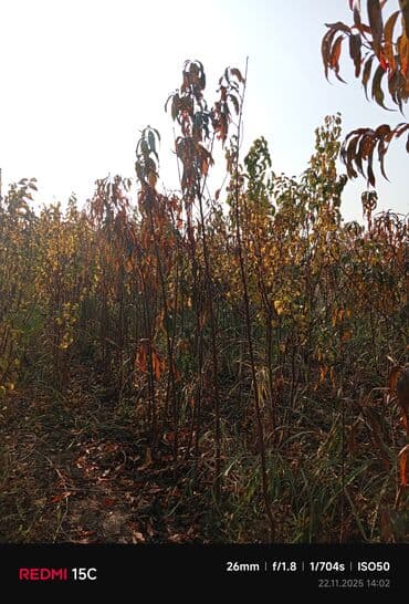 meyvə ağacı: Məhsul: Meyvə ağacı tingləri (fidanlar) Təsvir: - Açıq sahədə — 5