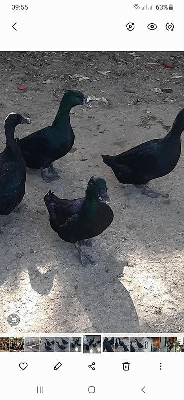 Kayuqa ördəkləri, orjinal sort.Barter də olar. Saxlamaq üçün hazır