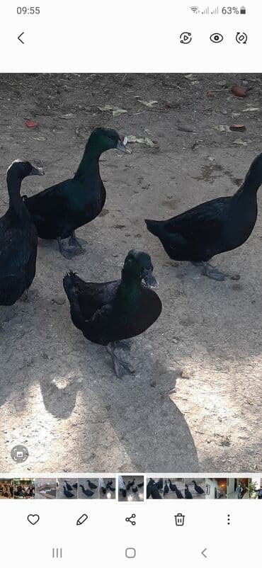 pinqvin ördək: Kayuqa ördəkləri, orjinal sort.Barter də olar. Saxlamaq üçün hazır — 2