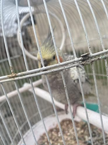 ereb ati satilir: Növ: Nimfa (cockatiel) – xallı rəngli Təsvir: - Ağımtıl-boz xallı — 7