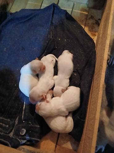 it albay: Pekines, 1 ay, Peyvəndli — 2