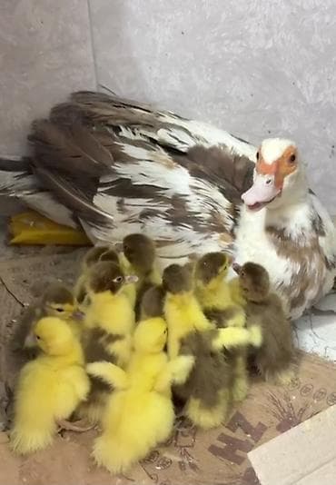 Krasnadar balaları satısa cıxdı 12 bala+1 ana 80 azn