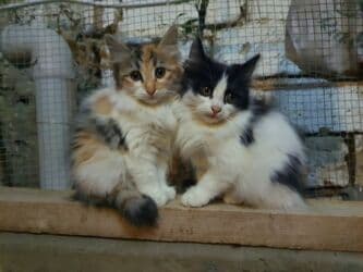 erkek pişik: Erkək, Dişi, Yaxşı əllərə, Ünvandan götürmə — 1