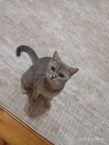 heyvanlar: Britan — 4