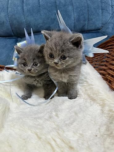 avcarka balası: Britan, Pulsuz çatdırılma — 2