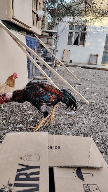 Atlar: Salam aleykum ana mazaxit qanboc ata 77 di atasinin mydanlari olub — 5