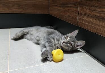 кошка продажа: Самка, В добрые руки — 8