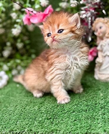 Akvariumlar: Zərif, qalın tüklü, şaftalı rəng tonlarında balaca pişik balası — 3