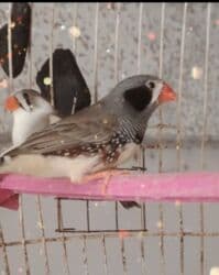 Akvarium aksessuar və ləvazimatları: Hamsı bir yerde 50 m qefes yuva2 dene yem qabı su qabı her şey Zebra — 1