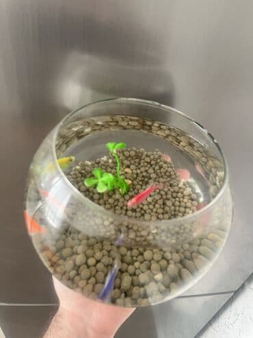 компрессор для аквариума бишкек: Круглый аквариум, Вместе с рыбами, 3 л, Платная доставка — 2