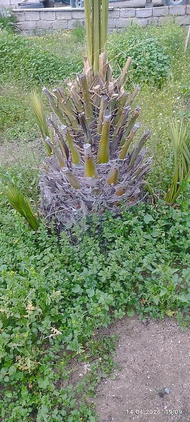 ağaç gülleri: Xurma (xurma xurması) palması – yetişmiş ana gövdəsi və ətrafında bir — 3