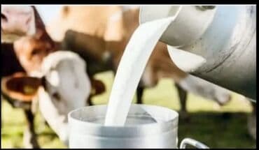 inək südü: Təzə inək südü - Mənbə: Fermadan gündəlik sağım - Tərkib: Tamyağlı — 3