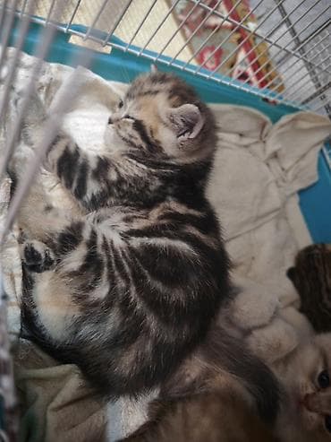 itlər bala: Şinşilla — 5