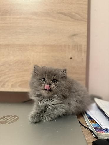 sahiblenme: Şotland, Erkək, Dişi, Yaxşı əllərə, Ünvandan götürmə, Ödənişli çatdırılma — 4