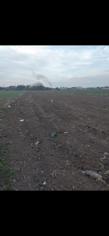 27 sot, Kənd təsərrüfatı, Maklerlər narahat etməsin, Kupça (Çıxarış)