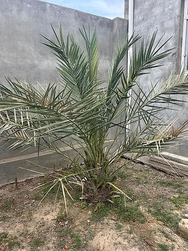 Xurma (palma) ağacı – dekorativ landşaft bitkisi - Növ: Xurma/palma
