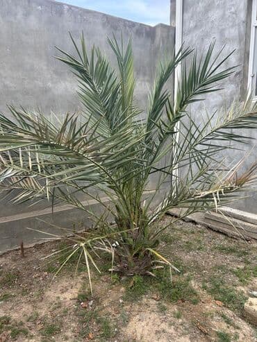 ağaç: Xurmayı xatırladan dekorativ palma (Phoenix spp.) - Həyətyanı — 2