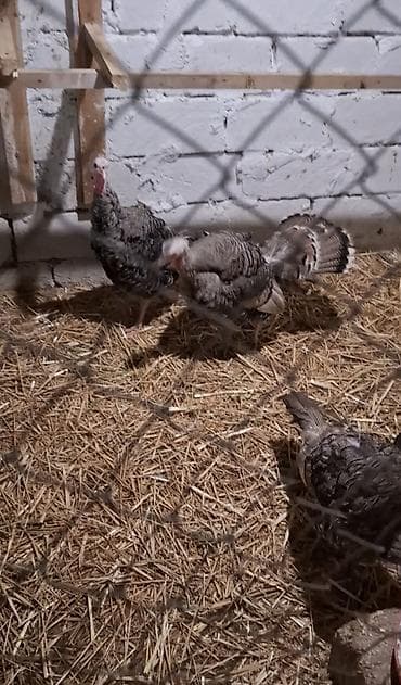 Аквариумы: Самка, Для разведения — 3