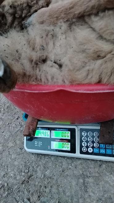 mal qoyun: Qoyunlar – yerli cins, qəhvəyi yunlu - Qrup şəkillərdə görünür: 3 baş — 5