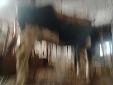 ucuz inek: Inəklər, öküzlər — 10