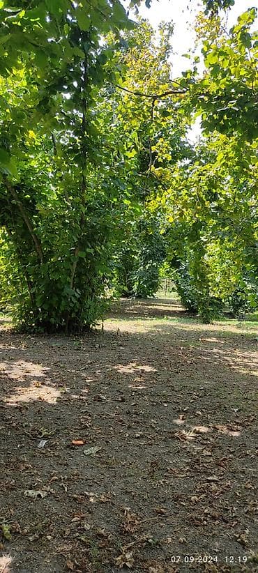 lenkeranda torpaq satilir: 80 sot, Kupça (Çıxarış) — 8