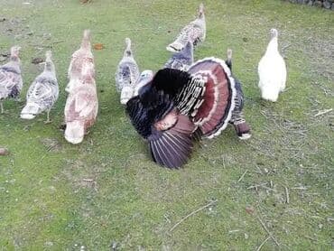 капибара купить в баку: Самец, Для разведения — 2