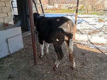 8 aylıq sot dana 100 kilo əti var baxılası danadı şəkinin qoxmuq kəndi lalafo.az -da 8 aylıq sot dana 100 kilo əti var baxılası danadı şəkinin qoxmuq kəndi