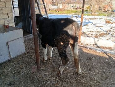 simental erkek dana: 8 aylıq sot dana 100 kilo əti var baxılası danadı şəkinin qoxmuq kəndi — 1
