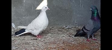 ucuz göyərçinlər: Salam gorduyunuz qusdarın ikisidə tutulmadı 16.17 tuklerdiler Goy — 6