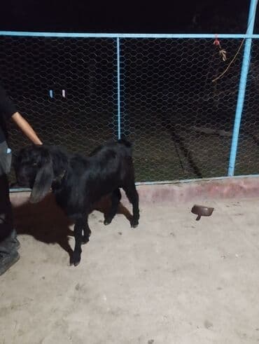 qoyun quzu nece yazilir: Yaş yarımlıq təmiz qan hələb təkəsi satılır isdəyən olsa vpda yazsın — 2