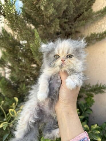 золотая шиншилла котенок: Fars — 3