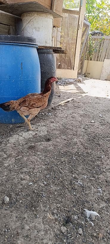 itler tap az: 11 ayliq heyrati fere satilir. yumurtlayir . barterde mumkundu — 2