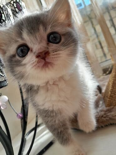 ag pişik: Britan — 3