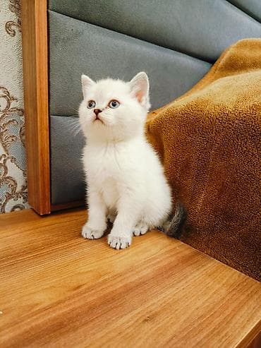 heyvan adlari: Şotland yastı qulaq, Dişi, Erkək, Yaxşı əllərə, Rayonlara çatdırılma, Pulsuz çatdırılma, Ödənişli çatdırılma — 5