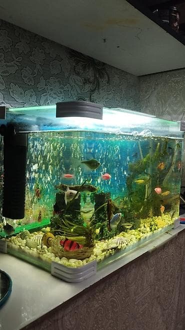 yumru akvariumlar: Dördbucaq akvarium, Balıqlarla birlikdə, 19 l — 2