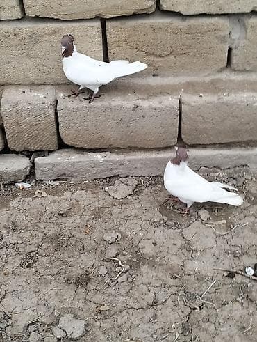 goyercin satisi: Kolço qırmızı başlar hazır cüt satılır.Ünvan Salyan — 2