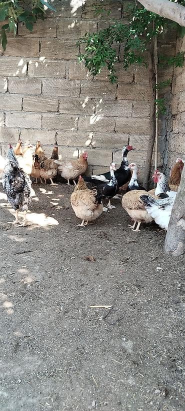 Satılır: Xırdalıq təsərrüfat quşları dəsti -teyet toyuqudu hal