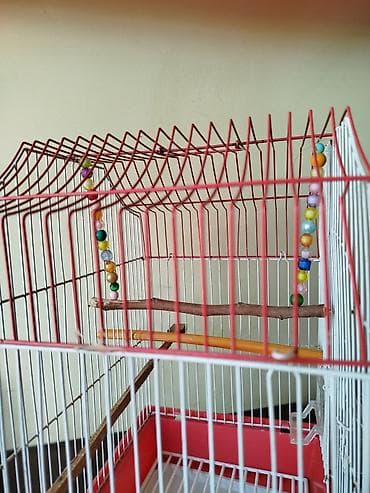 qefes boyuk: Qırmızı-ağ quş qəfəsi - Material: metal barmaqlıqlar, plastik altlıq — 2