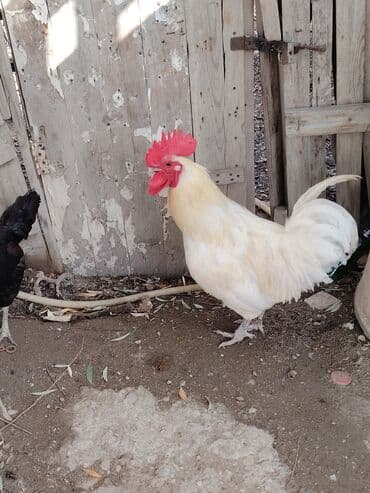 həyət qazı: Ağ rəngli avstrolop xoruz - Rəng: krem-ağ tüklər, iri qırmızı daraq — 4