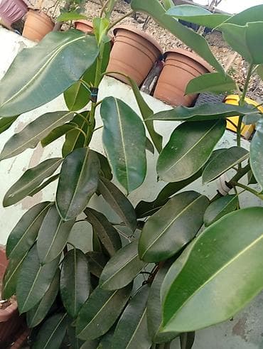 col bitkiləri: Bitki: Ficus elastica (Kauçuk ağacı) Hündürlüyü 2m-dən çoxdur. - — 2
