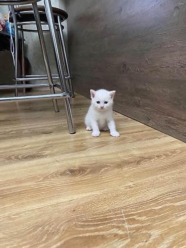 Heyvanlar üçün mallar: Erkək, Dişi, Yaxşı əllərə, Ünvandan götürmə, Pulsuz çatdırılma, Ödənişli çatdırılma — 2