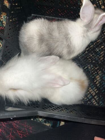 Akvariumlar: Sevimli dekorativ dovşanlar - Növ: dekorativ ev dovşanları (uzun — 4