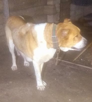 gaz balasi: Peyvəndli — 3